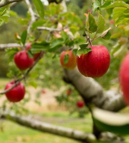 õunapuu istutamine
