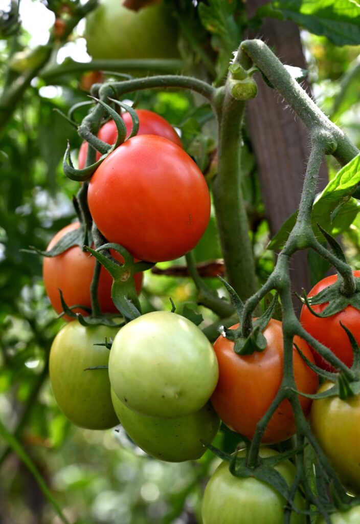 tomatite istutamine